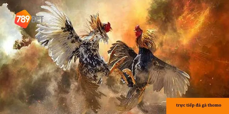 Trực tiếp đá gà Thomo với chất lượng cao, xem mọi trận đấu 2 Xem đá gà trực tiếp chất lượng tại nhà cái