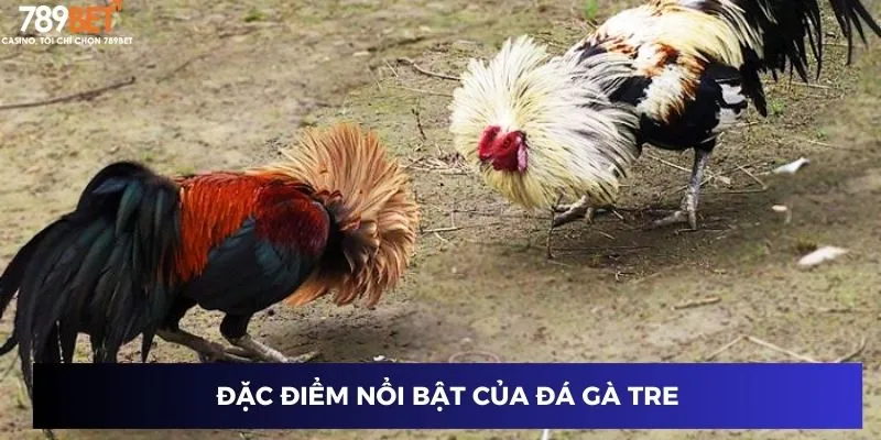 Đá Gà Tre 789BET – Trải Nghiệm Cực Hấp Dẫn Và Kịch Tính 2 Đặc điểm nổi bật của đá gà tre
