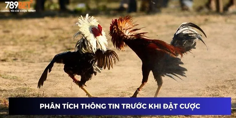 Đá Gà Tre 789BET – Trải Nghiệm Cực Hấp Dẫn Và Kịch Tính 3 Phân tích thông tin trước khi đặt cược