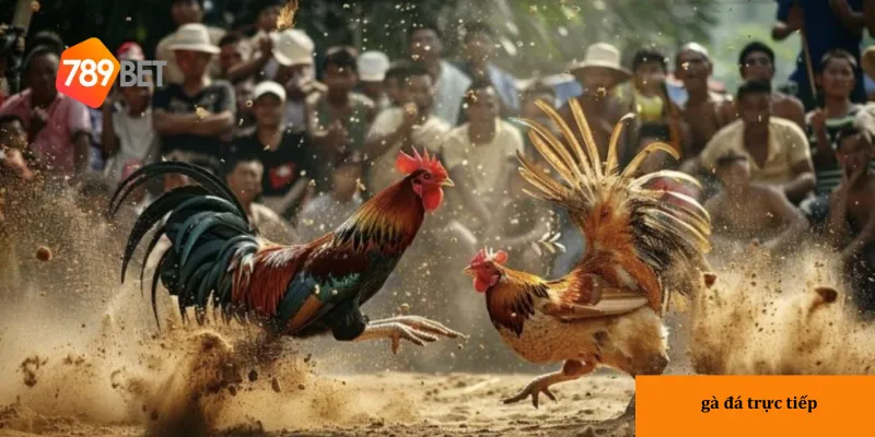 Gà đá trực tiếp hôm nay: Xem đấu kịch tính, cơ hội thắng cược 4 789bet là điểm đến lý tưởng cho người hâm mộ gà đá trực tiếp.