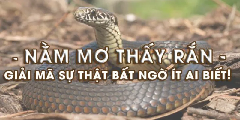 Kubet - Nằm Mơ Thấy Rắn, Giải Mã Giấc Mơ Thần Bí Hiện Nay 3 Tìm hiểu về giấc mơ thấy rắn tại KuBet