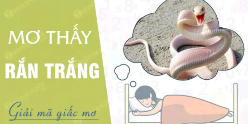 Kubet - Nằm Mơ Thấy Rắn, Giải Mã Giấc Mơ Thần Bí Hiện Nay 4 KuBet giải đáp cùng bạn