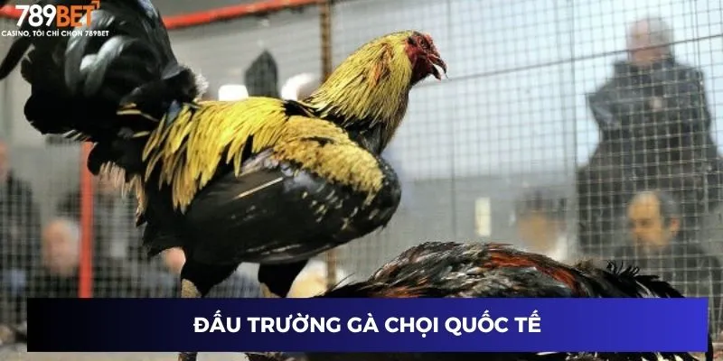 Đấu trường gà chọi quốc tế