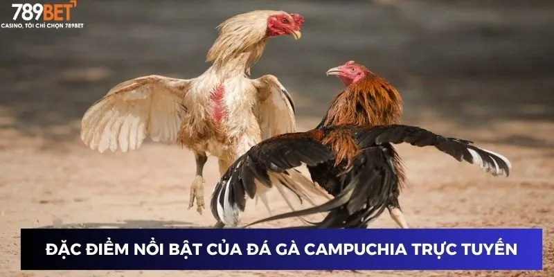 Đá Gà Campuchia Trực Tuyến - Đỉnh Cao Mỗi Cược Tại 789BET 2 Đặc điểm nổi bật của đá gà Campuchia Trực Tuyến