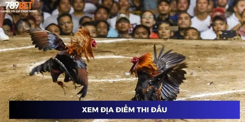 Đá Gà Mỹ Chiến - Cuộc Đua Gay Cấn, Tiền Thưởng Cực Khủng 3 Xem địa điểm thi đấu