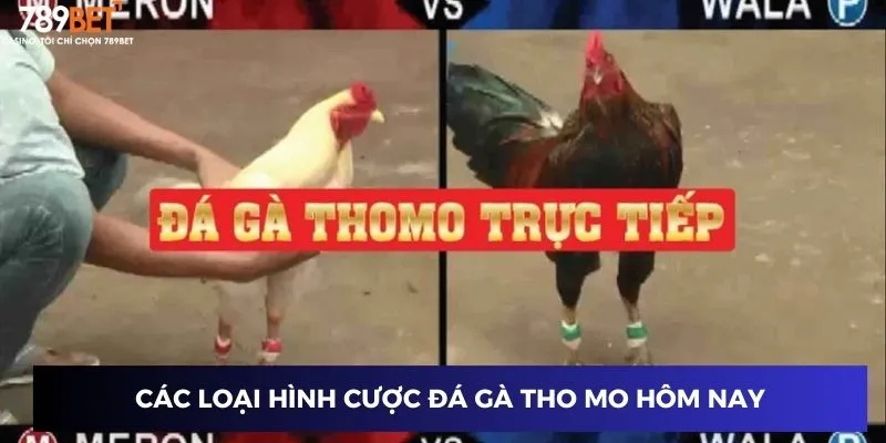 Đá Gà Tho Mo Hôm Nay – Trận Đấu Gà Kịch Tính Tại 789BET 2 Các loại hình cược đá gà tho mo hôm nay