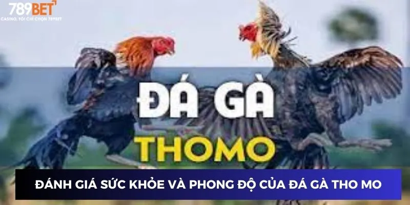 Đá Gà Tho Mo Hôm Nay – Trận Đấu Gà Kịch Tính Tại 789BET 3 Đánh giá sức khỏe và phong độ của đá gà tho mo