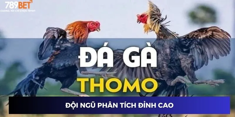 Đá Gà Thomo Trực Tiếp - Khám Phá Đỉnh Cao Của Môn Giải Trí Độc Đáo 2 Đội ngũ phân tích đỉnh cao