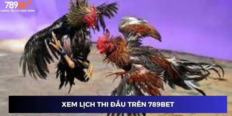 Đá Gà Thomo Trực Tiếp - Khám Phá Đỉnh Cao Của Môn Giải Trí Độc Đáo 3 Xem lịch thi đấu trên 789BET