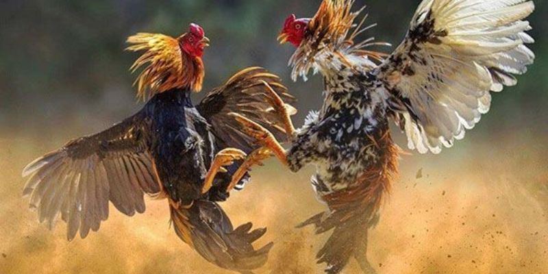 Đôi nét về trò chơi đá gà trên mạng