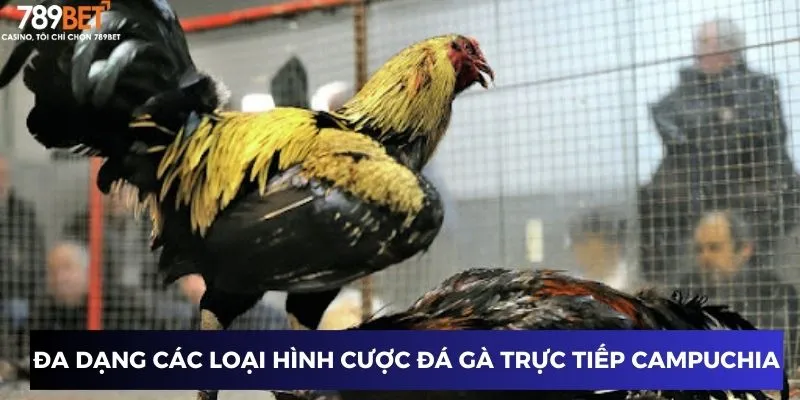 Đá Gà Trực Tiếp Campuchia - Trải Nghiệm Đỉnh Cao Chưa Từng Có 3 Đa dạng các loại hình cược đá gà trực tiếp Campuchia