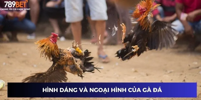 Gà Chiến Thắng Vàng Campuchia - Đột Phá Mỗi Cược Cùng 789BET 2 Hình dáng và ngoại hình của gà đá chiến thắng Campuchia
