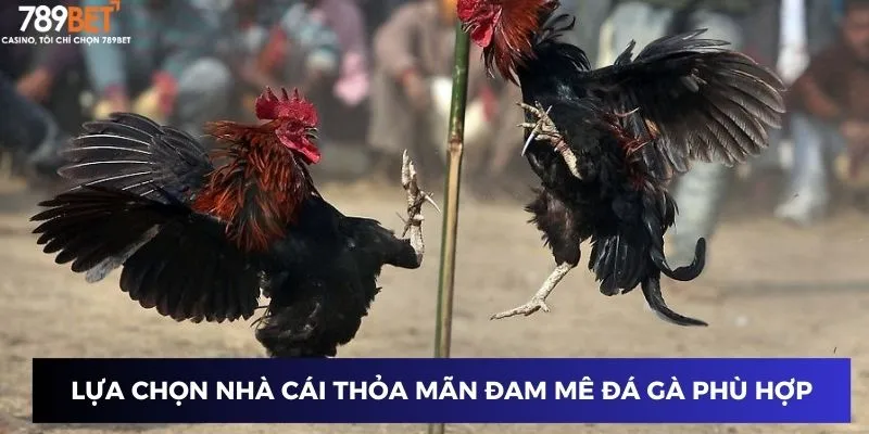 Gà Chiến Thắng Vàng Campuchia - Đột Phá Mỗi Cược Cùng 789BET 3 Lựa chọn nhà cái thỏa mãn đam mê đá gà phù hợp