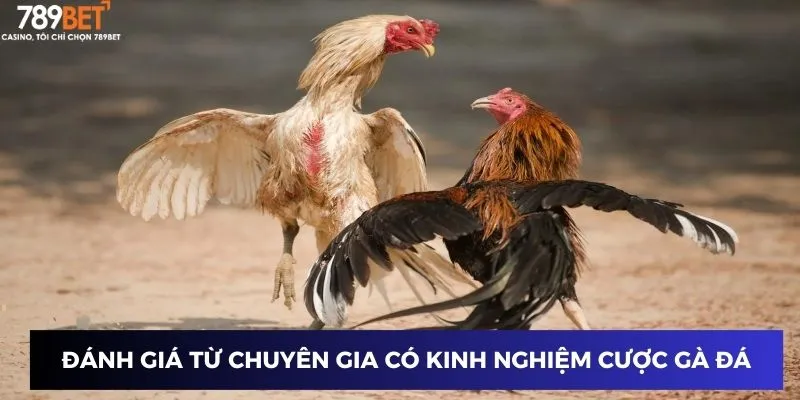 Gà Chiến Thắng Vàng Campuchia - Đột Phá Mỗi Cược Cùng 789BET 4 Đánh giá từ chuyên gia có kinh nghiệm cược gà đá chiến thắng