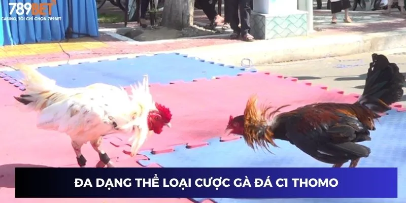 Gà Chọi C1 Thomo - Lối Chơi Bùng Nổ Thắng Lớn Cùng 789BET 2 Đa dạng thể loại cược gà đá c1 thomo