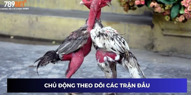 Gà Chọi C1 Thomo - Lối Chơi Bùng Nổ Thắng Lớn Cùng 789BET 4 Chủ động theo dõi các trận đấu