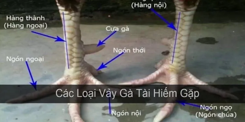Vảy Gà Tốt Nên Chọi - Cách Xem Vảy Chọn Gà Hay Nhất 3 Luật chơi cược vảy gà cần nắm chắc
