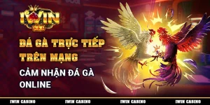 Đá Gà Trực Tiếp Trên Mạng - Cảm Nhận Đua Gà Online