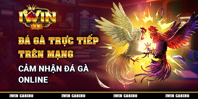 Đá Gà Trực Tiếp Trên Mạng - Cảm Nhận Đua Gà Online